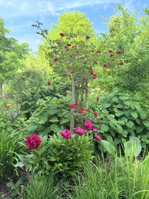 Visite du jardin de L’Ecole des Garçons