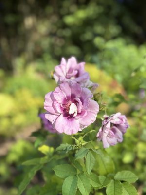 Visite du jardin de L’Ecole des Garçons