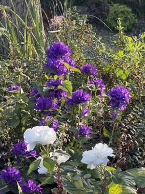 Visite du jardin de L’Ecole des Garçons