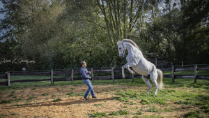 Face à face avec les chevaux