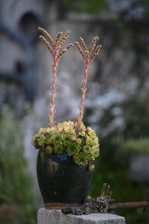 CLOS SUR LOIR COTTAGE- JARDIN YUCCAS