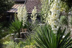 CLOS SUR LOIR COTTAGE- JARDIN YUCCAS