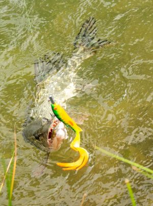 Pêche en plan d’eau de 8 hectares