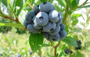 Culture de petits fruits rouges