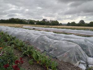 FERME DES LÉGUMES PERCHÉS