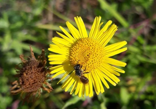 NATURAL AREA SENSITIVE – LES AJEUX