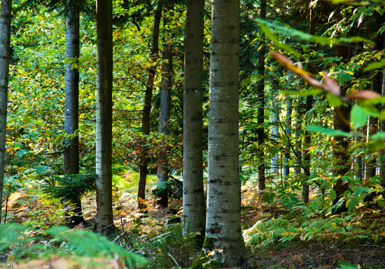 Tour de la forêt de Pincé