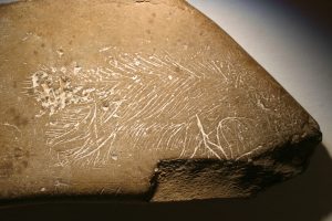 Exposition “Les animaux s’emparent du musée”
