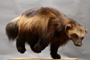 Exposition “Les animaux s’emparent du musée”