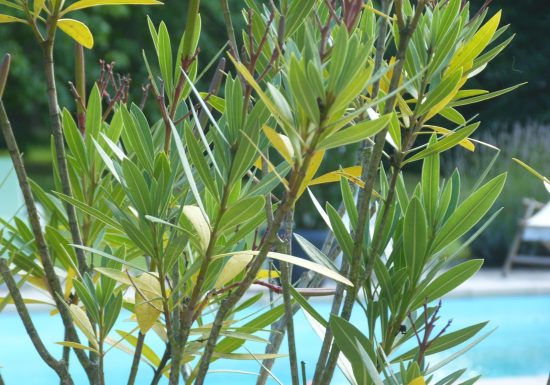 Verveine