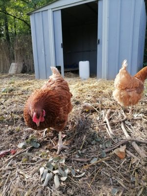 Gîte A LA FERME DU BONHEUR