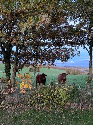 Chambre d’hôtes LES PAIRINES