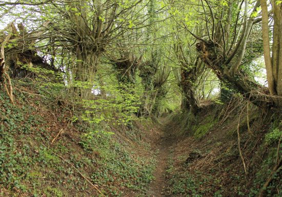 L’allée des Trognes