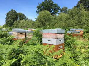 Boutique Rêve d’abeilles