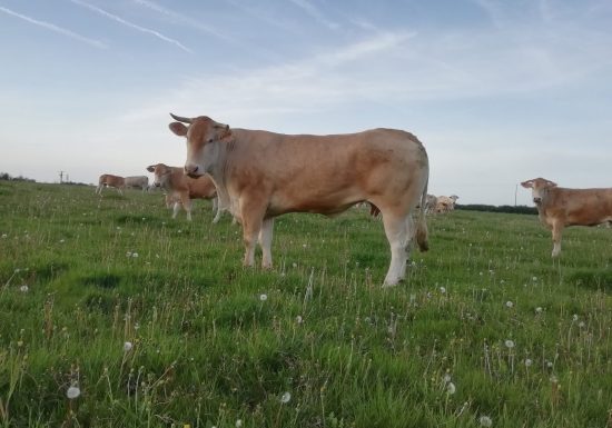 Vente de bocaux à La Ferme Des Roussets