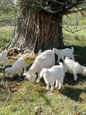 Elevage de chèvres Angora, boutique à la ferme d’articles en laine Mohair