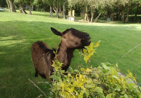 Gîte “Martin Pêcheur”