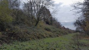 Balade cueillette : les plantes sauvages comestibles d’automne