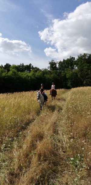 Écurie/élevage des Rosiers
