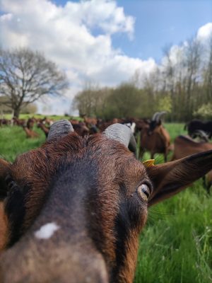 Chèvrerie des Huppes