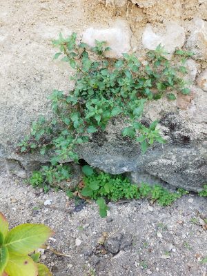 Balade nature “Les sauvages des rues” par Ève Gaignard