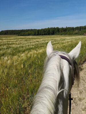 Chapitalia, balades à cheval