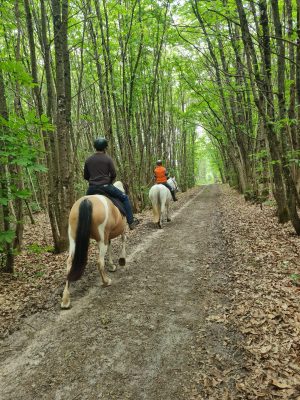 Chapitalia, balades à cheval