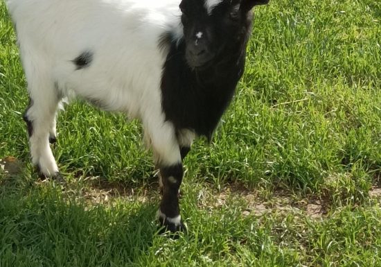 CAMPING LE SEPTENTRION