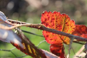 NATURAL AREA SENSITIVE – LES AJEUX