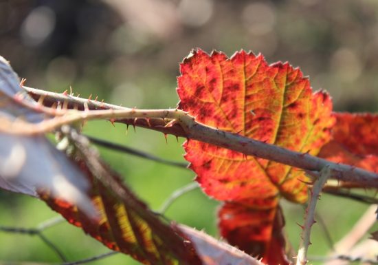 NATURAL AREA SENSITIVE – LES AJEUX