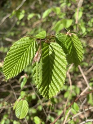 Balade cueillette : les plantes sauvages comestibles d’automne