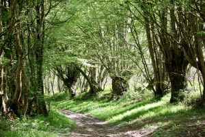 Sur le chemin de César