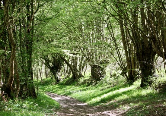 Sur le chemin de César