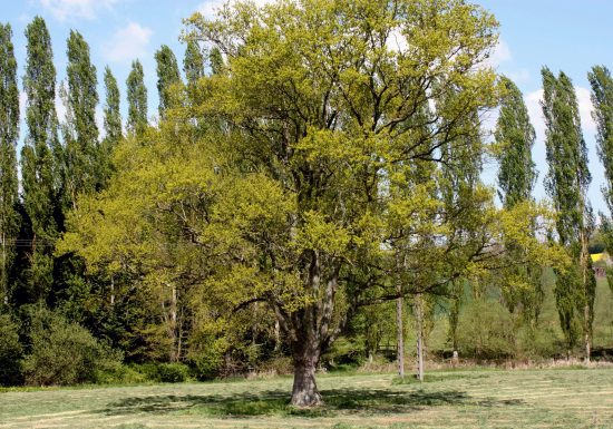 N°13 : Vallons et bocages