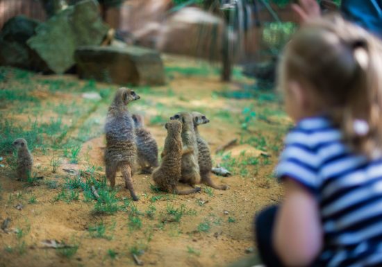 Domaine Zoologique de Pescheray