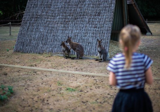 Domaine Zoologique de Pescheray