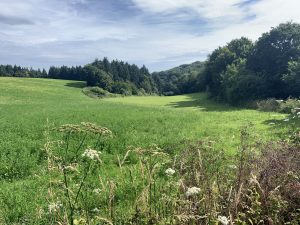 Le Maquis des bois de la Croix