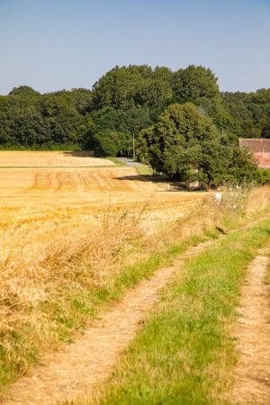 N°29 : À l’ombre des haies