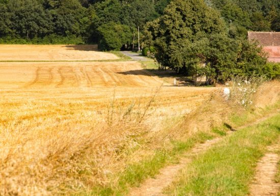 À l’ombre des haies