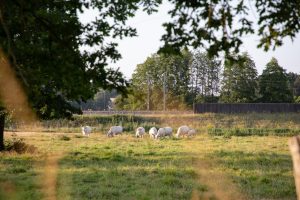 N°29 : À l’ombre des haies