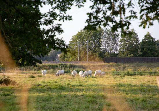 À l’ombre des haies