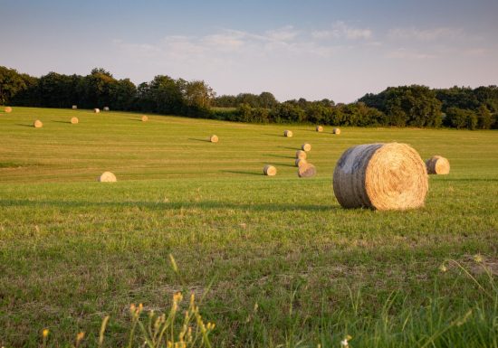 À l’ombre des haies