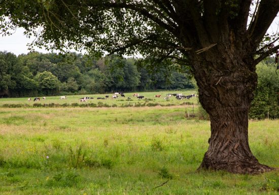 Sur les pas des Croisés