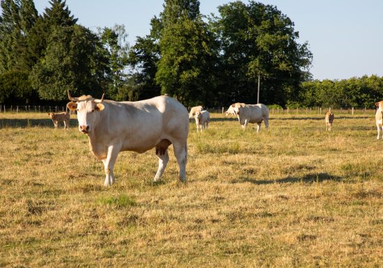 Parcours-découverte de Saint-Michel-de-Chavaignes