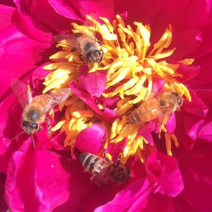 Boutique Rêve d’abeilles