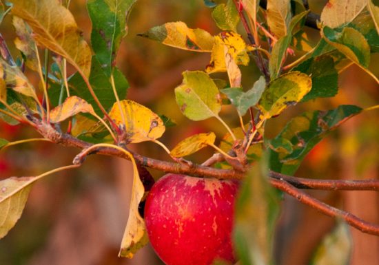 Boucle n°1 : Loir et vergers