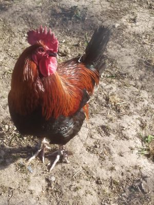 Ferme pédagogique le Temps d’un Champs