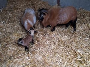 Ferme pédagogique le Temps d’un Champs