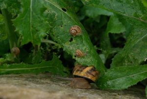 Les escargots des Vauchouans