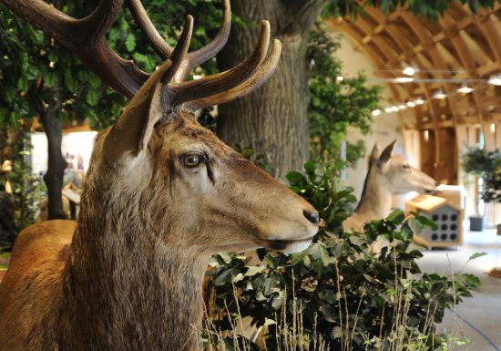 AUTOUR DU BOULEVARD NATURE : L’ARCHE DE LA NATURE, RANDONNÉE POUR TOUS PAR LA MAISON DE LA FORÊT